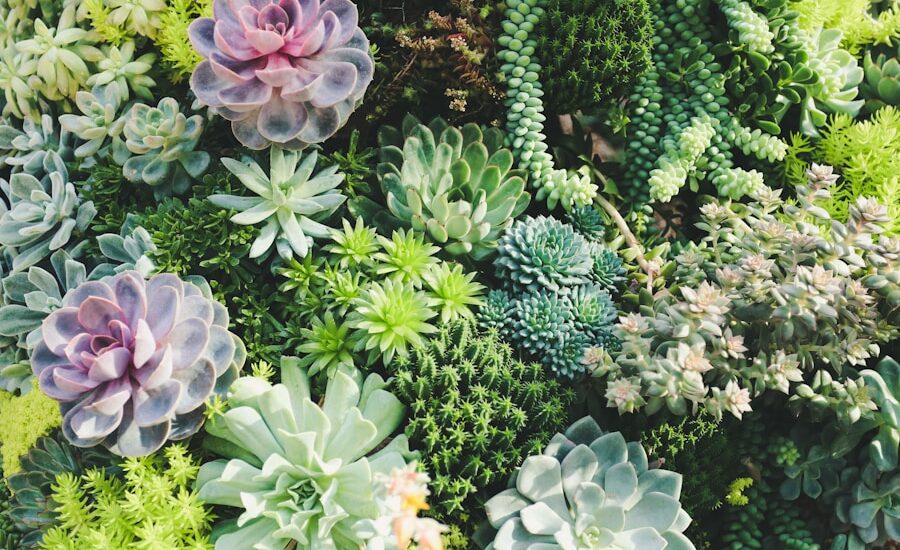 The Thrill of the Game: Exploring the World of Cactus Poker